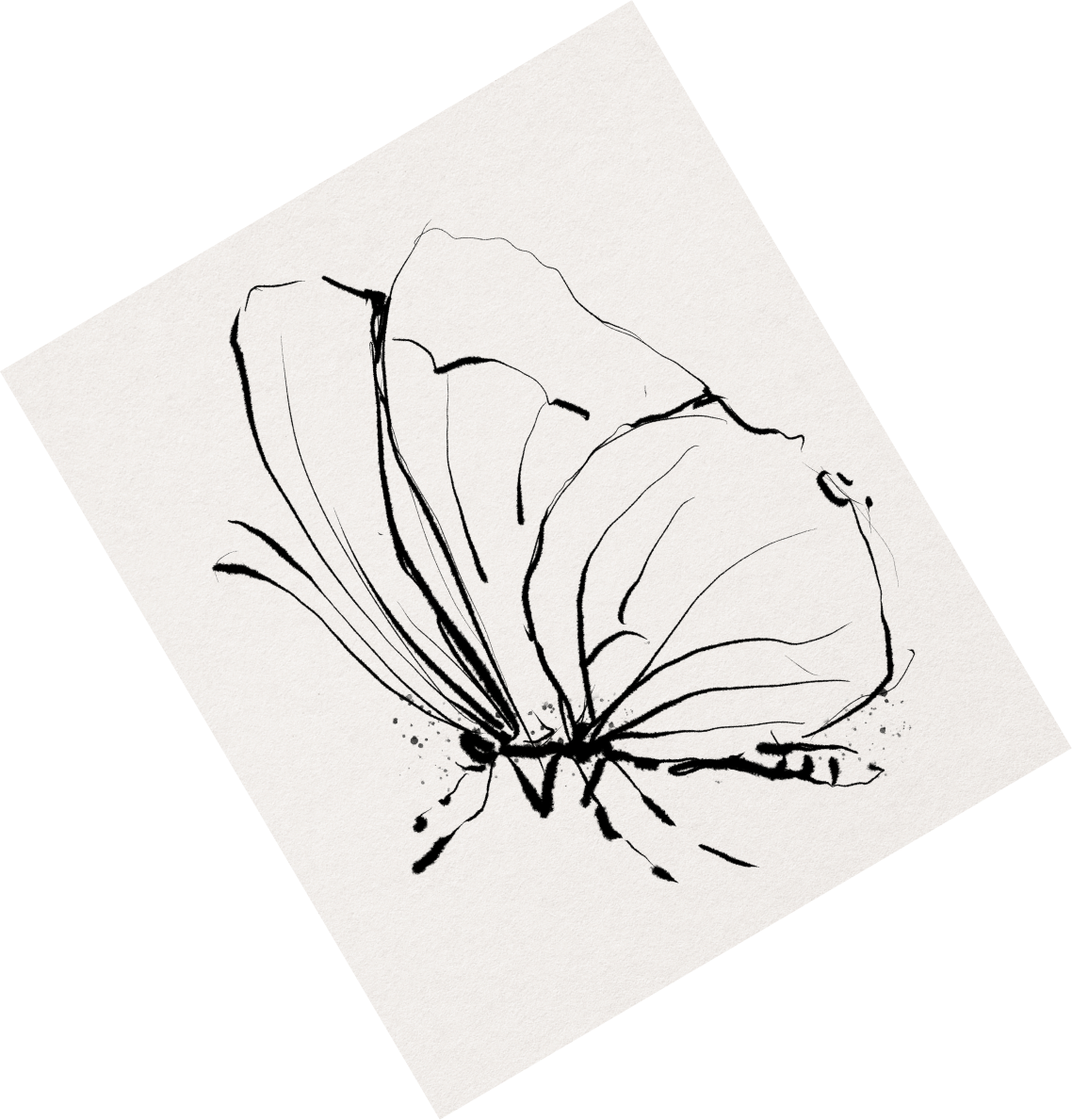 Hand drawn butterfly
